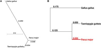 Evidence for Strong Fixation Bias at 4-fold Degenerate Sites Across Genes in the Great Tit Genome